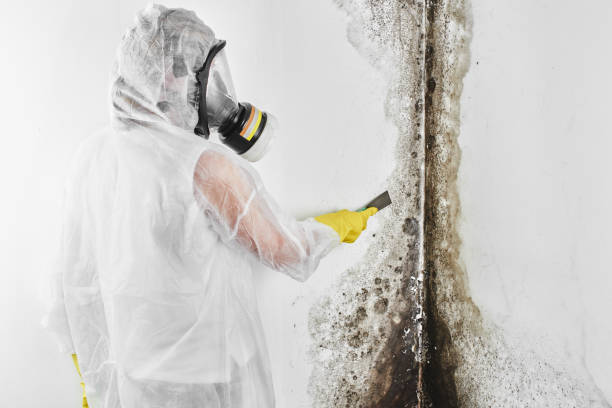 Best Kitchen Mold Remediation in Ttapoisett Center, MA