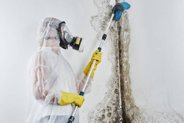 Best Commercial Mold Remediation in Ttapoisett Center, MA