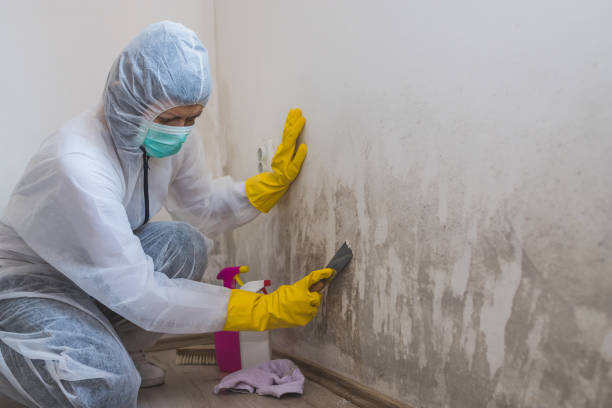Best Industrial Mold Remediation in Ttapoisett Center, MA