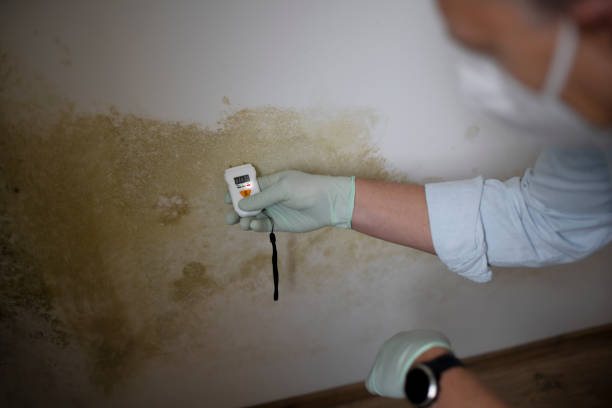 Best Health and Safety Mold Remediation in Ttapoisett Center, MA