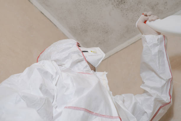 Best Black Mold Remediation in Ttapoisett Center, MA