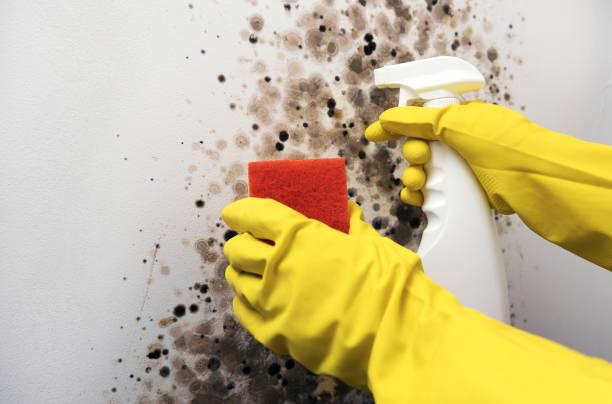 Best Crawl Space Mold Remediation in Ttapoisett Center, MA